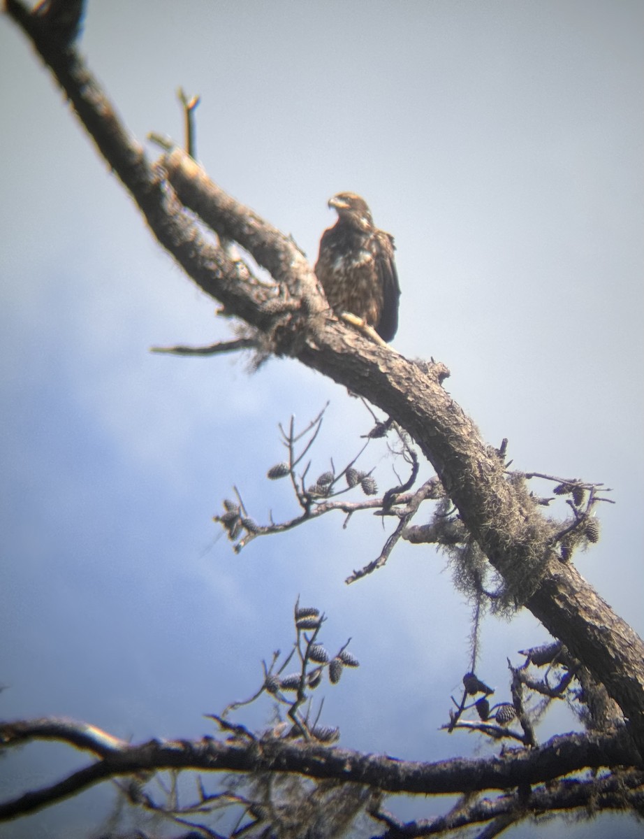 Bald Eagle - ML618029774