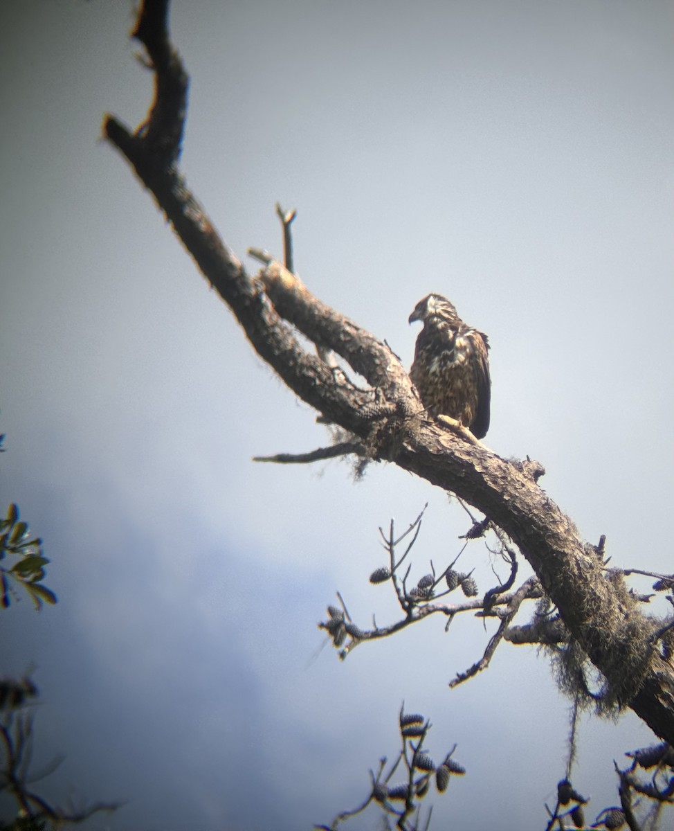 Bald Eagle - ML618029775