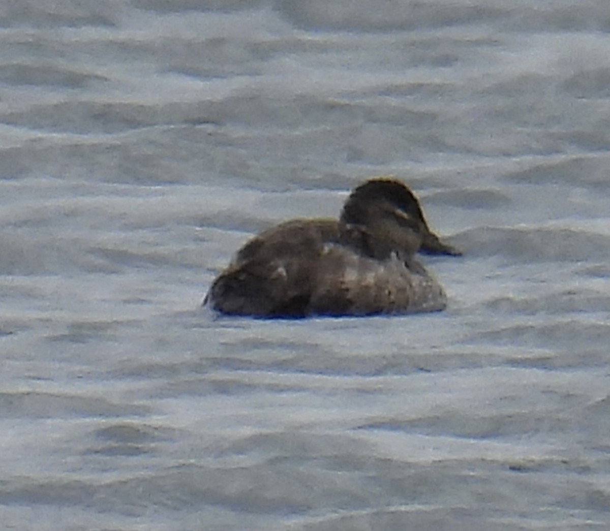 Ruddy Duck - ML618029792