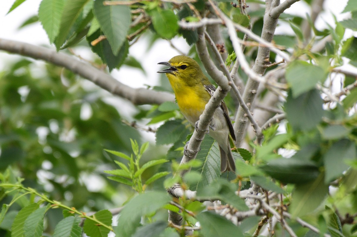 Yellow-throated Vireo - David de Rivera Tønnessen