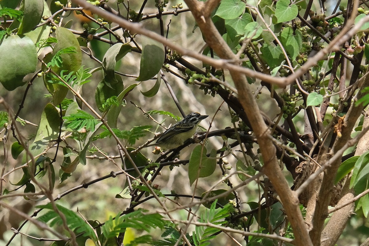 Yellow-fronted Tinkerbird - ML618029798