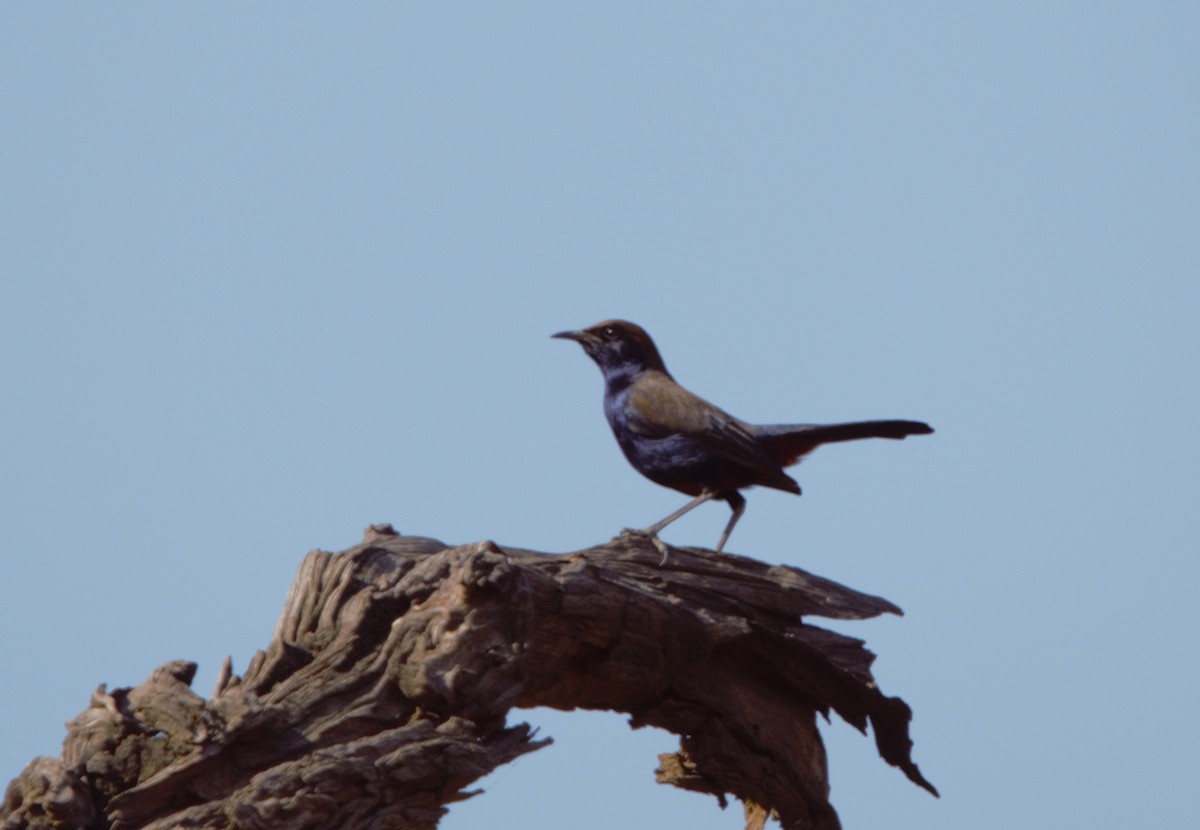 Indian Robin - ML618029836