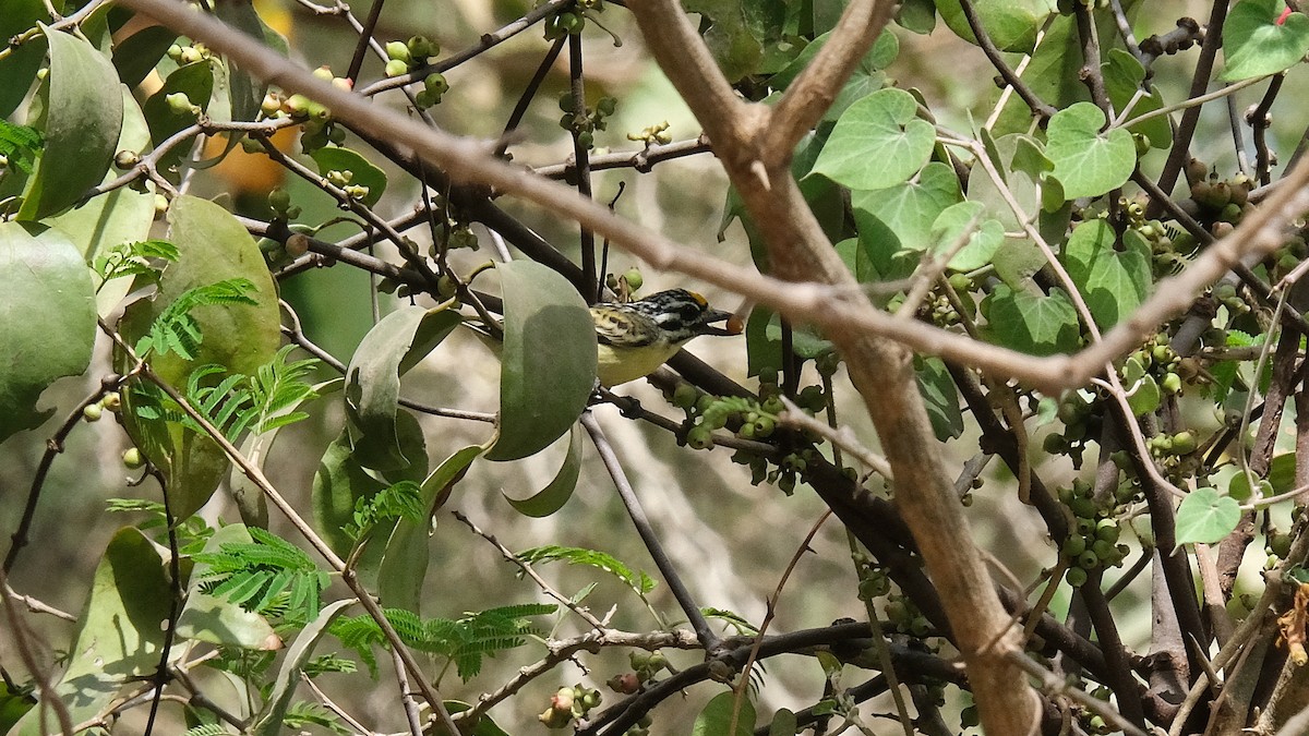 Yellow-fronted Tinkerbird - ML618029842