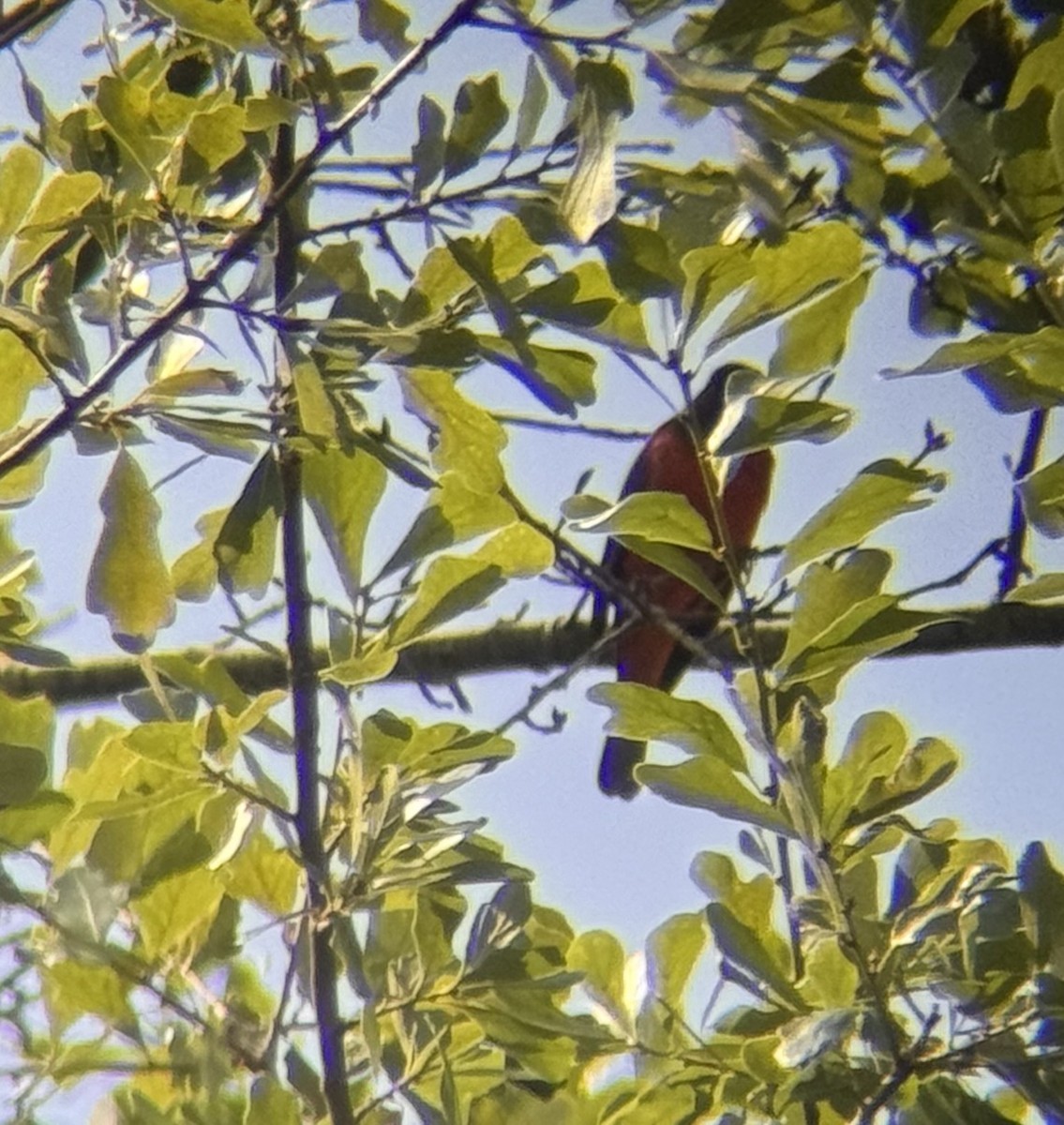 Painted Bunting - ML618029843