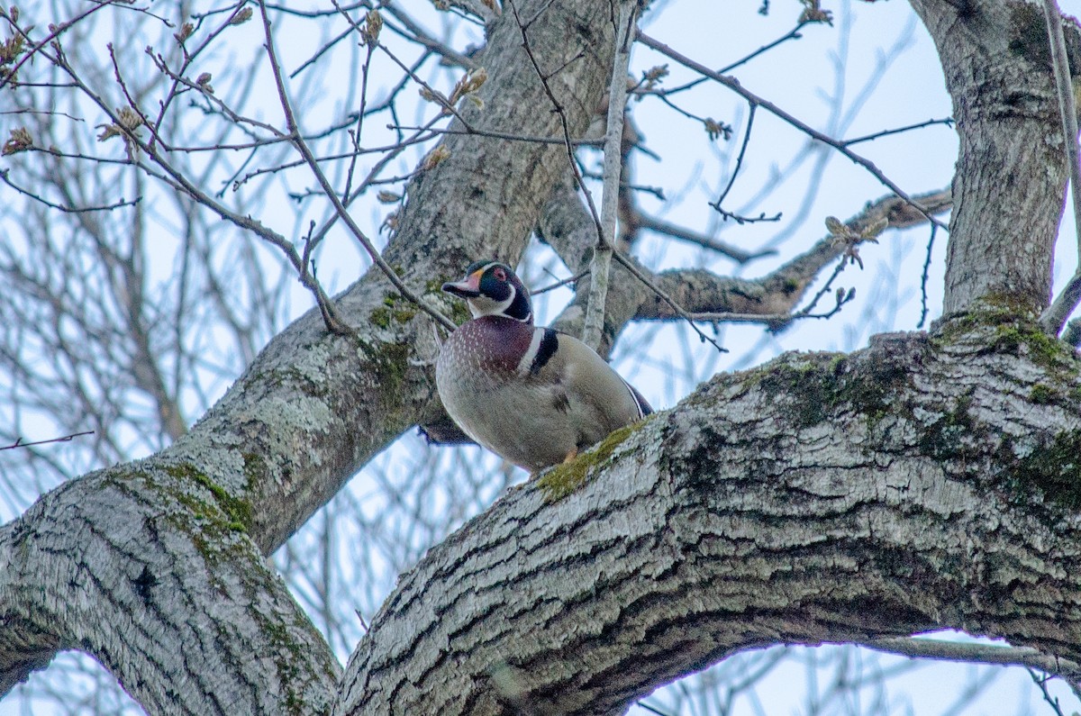 Wood Duck - ML618029846