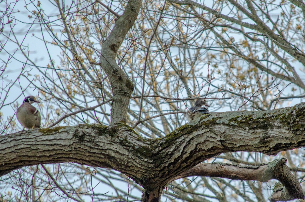 Wood Duck - ML618029848