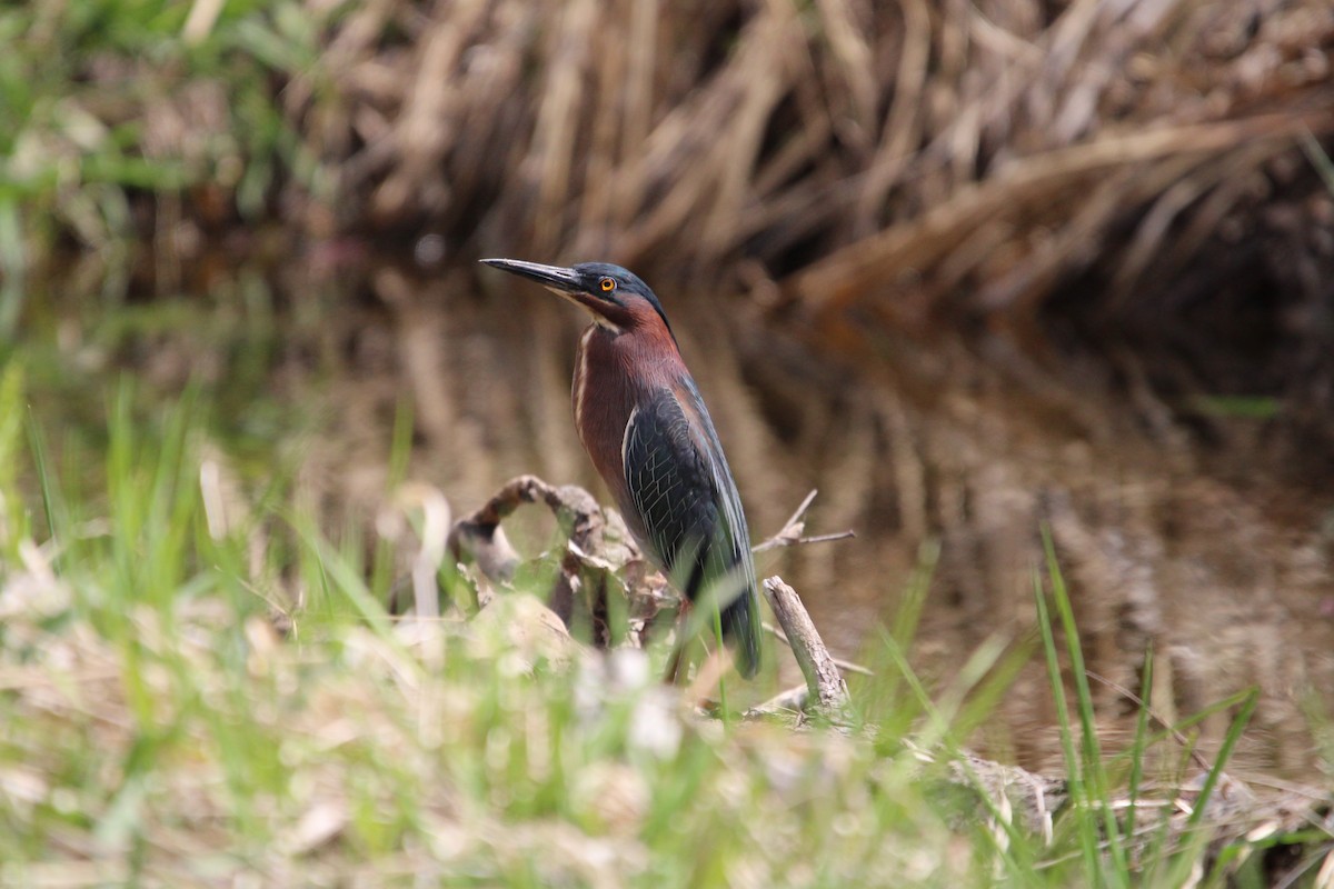 Green Heron - ML618029851