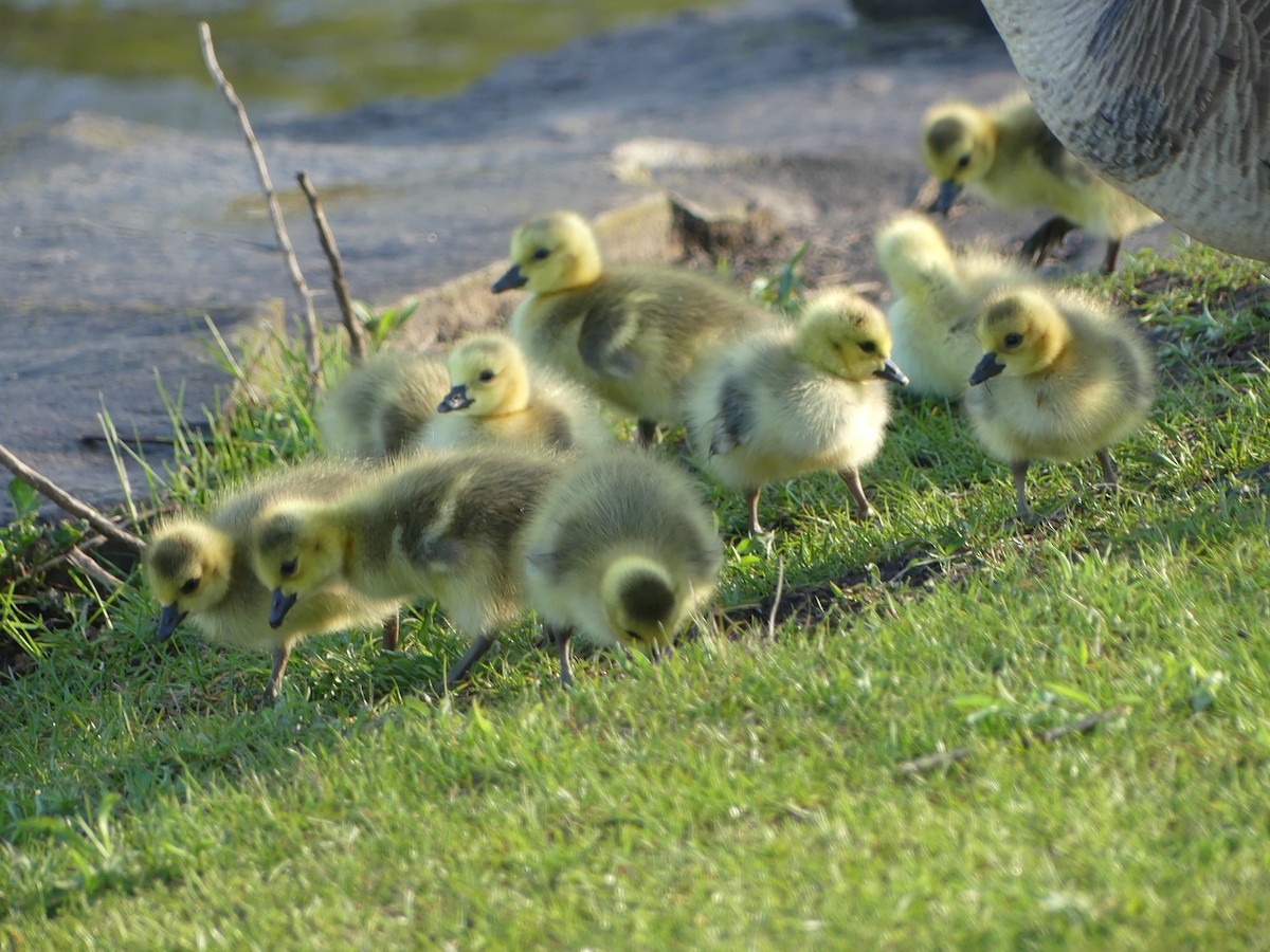 Canada Goose - Anonymous