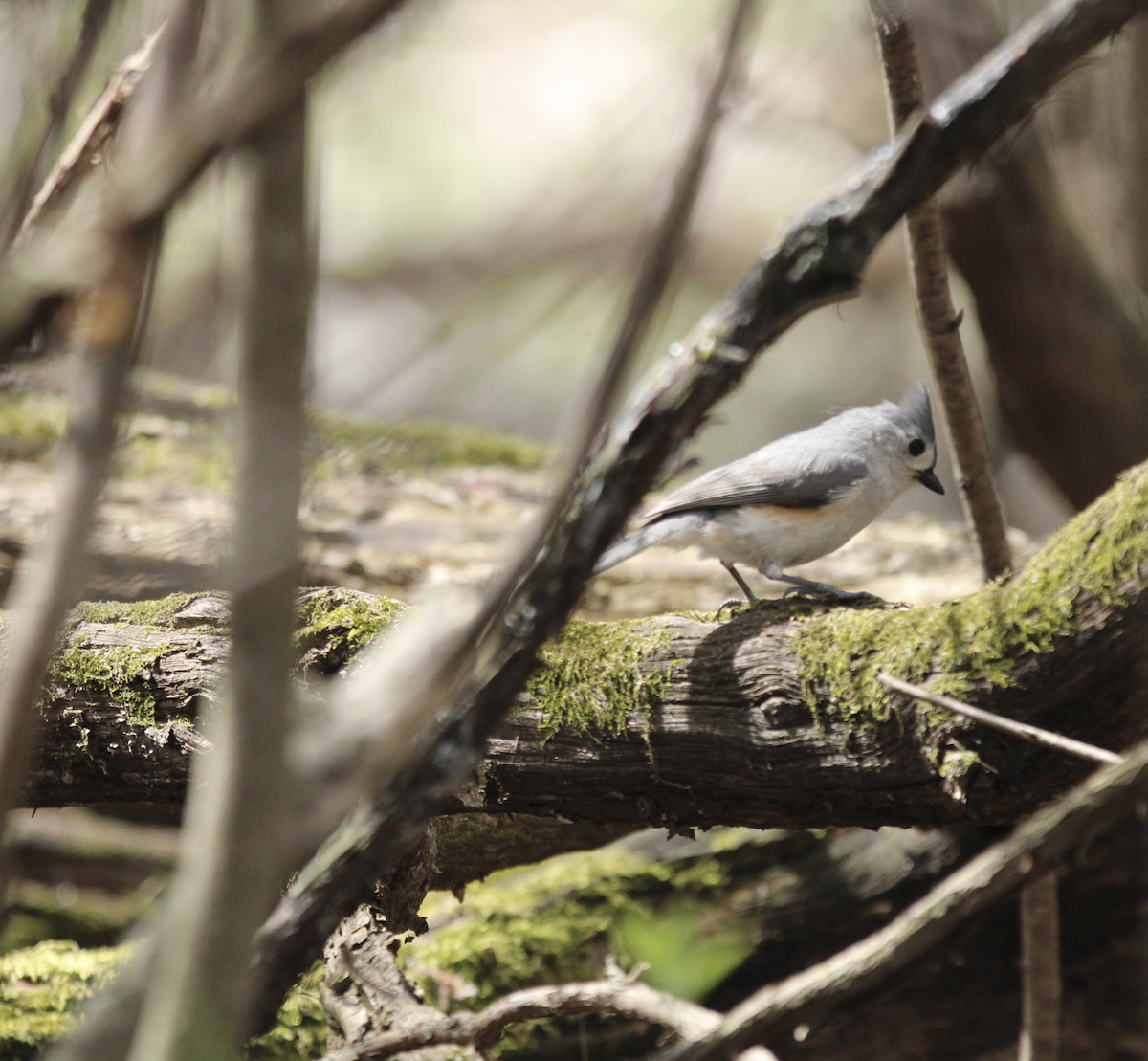 Tufted Titmouse - ML618029872