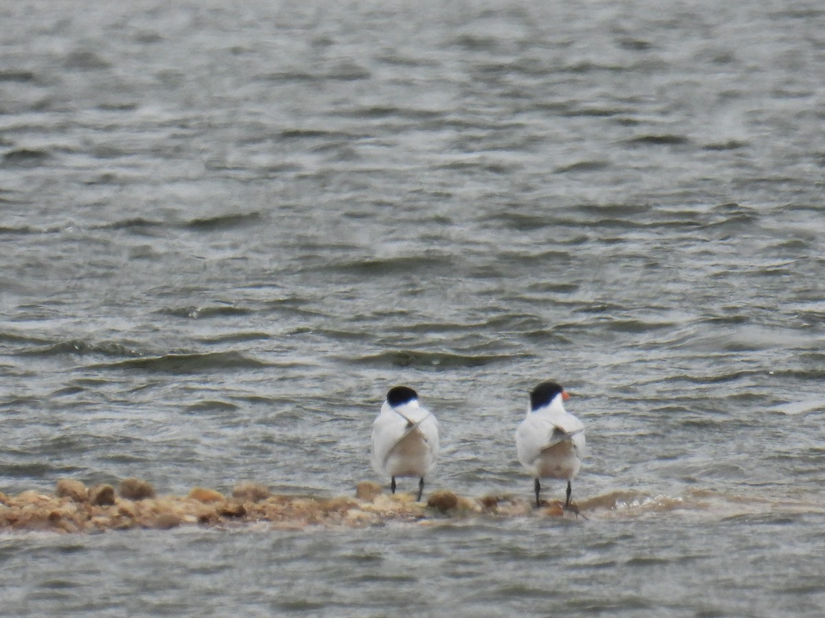 Caspian Tern - ML618029896