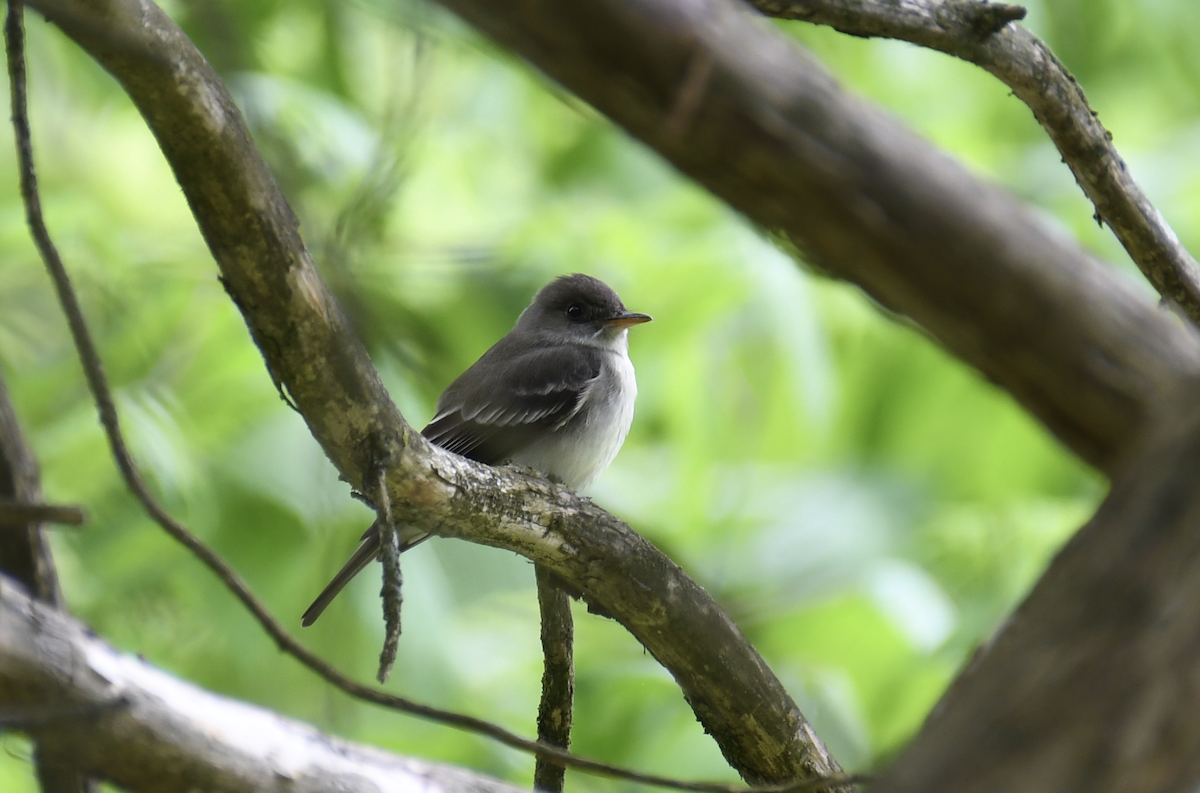 Eastern Wood-Pewee - ML618029903