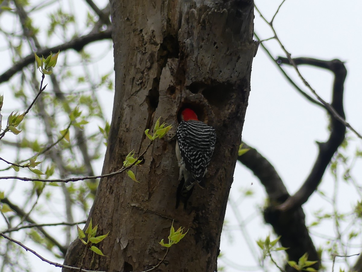 Red-bellied Woodpecker - ML618029908