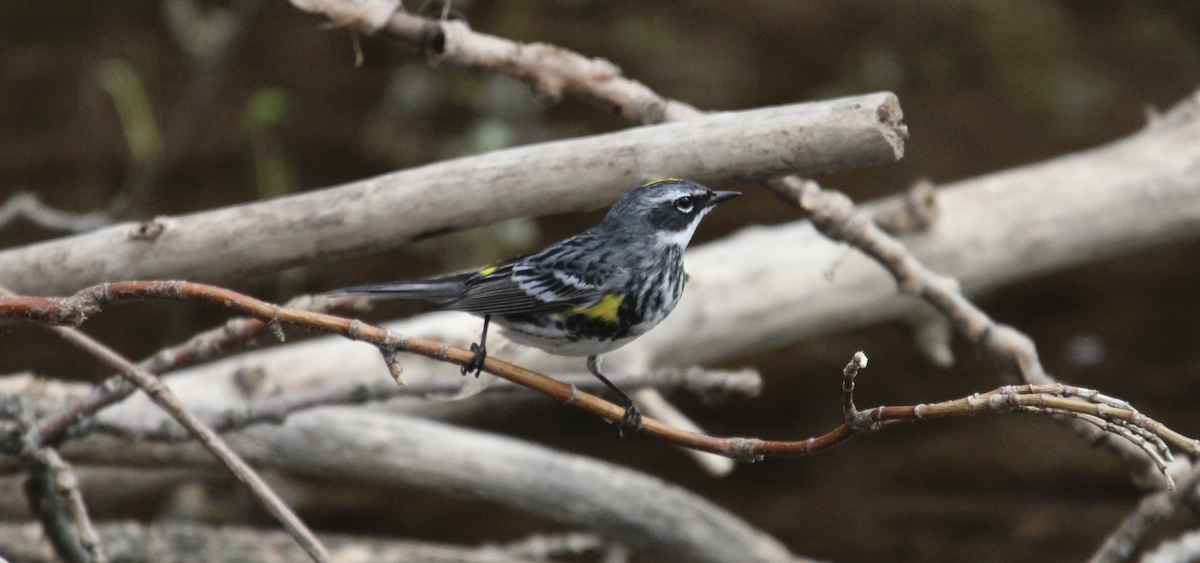 Yellow-rumped Warbler - Kelli Bahls