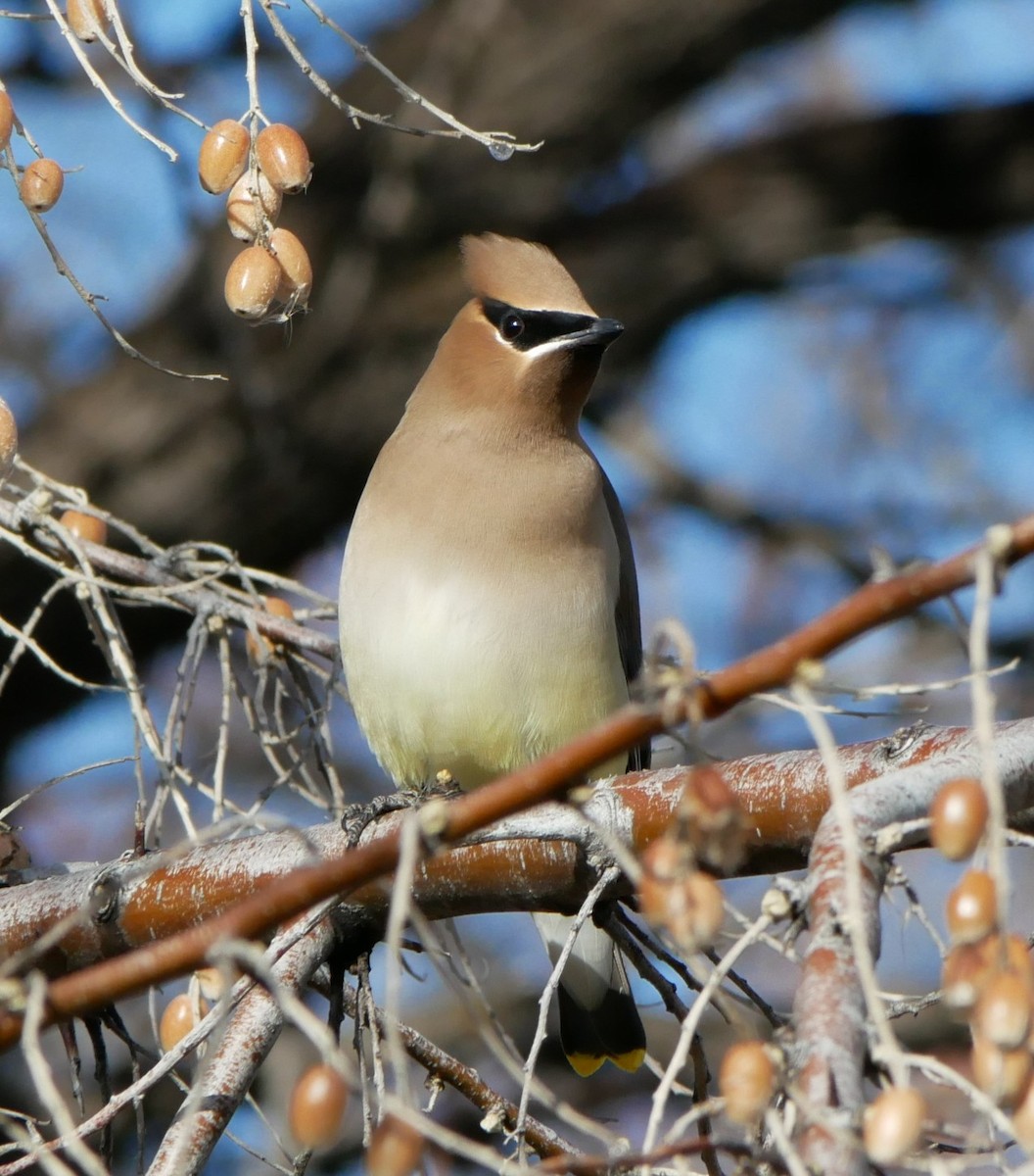 Cedar Waxwing - ML618029921