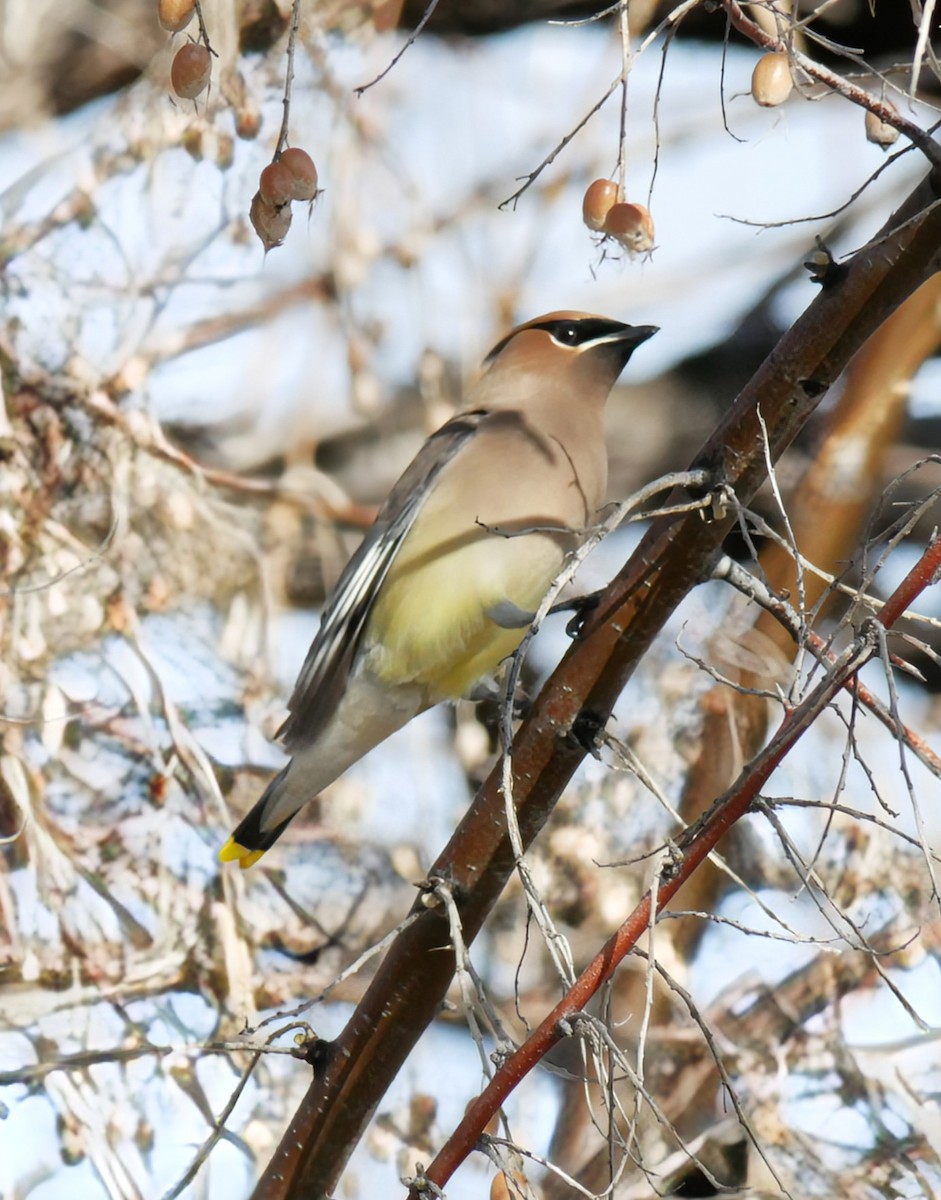 Cedar Waxwing - ML618029922