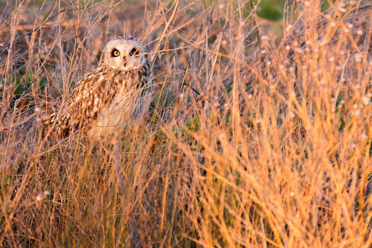 Short-eared Owl - Iker Fernández Martínez