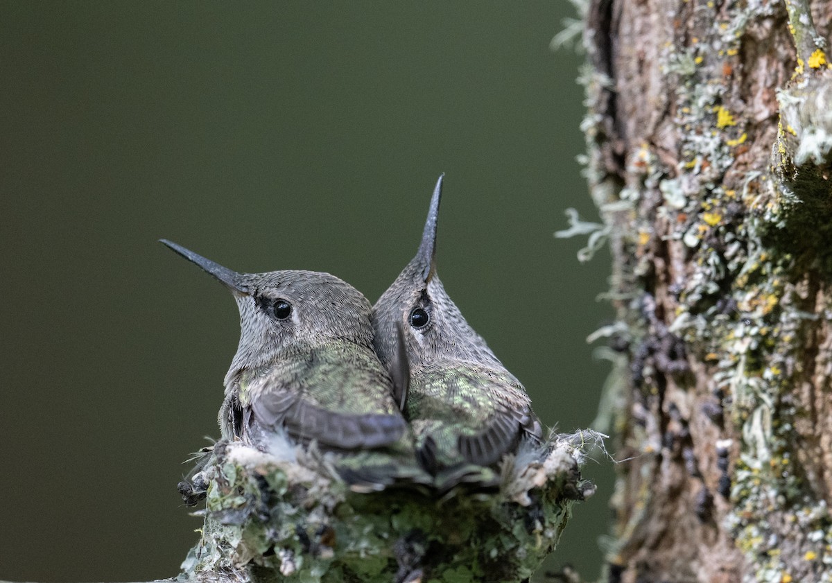 Anna's Hummingbird - ML618029985