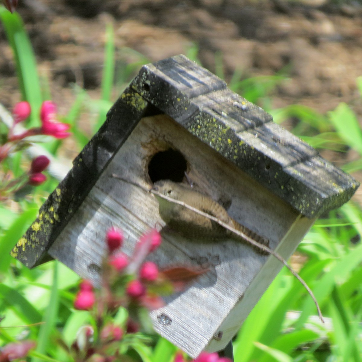 House Wren - Ilona Loser