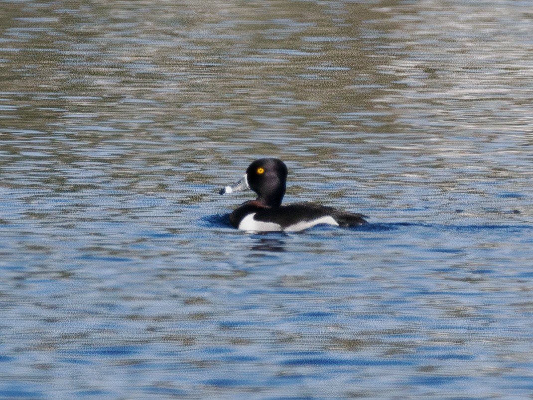 Ring-necked Duck - Steve Solnick