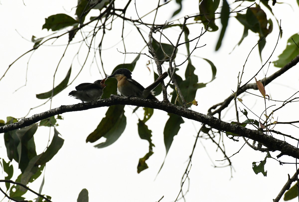 Leaden Flycatcher - Sabine Decamp