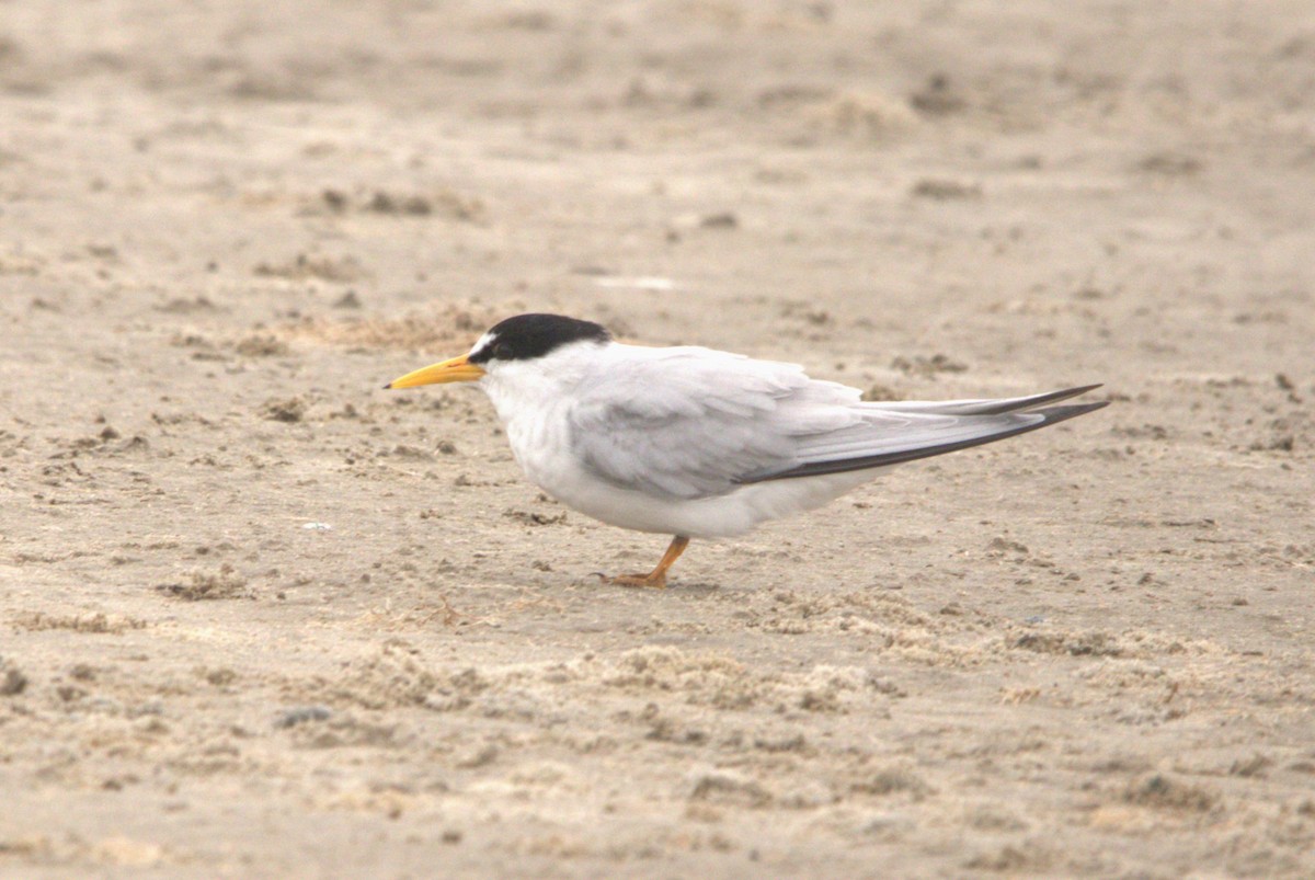 Least Tern - Craig Browning