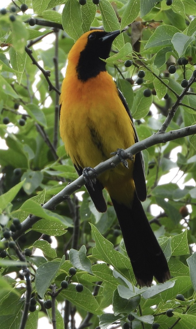 Oriole masqué - ML618030077