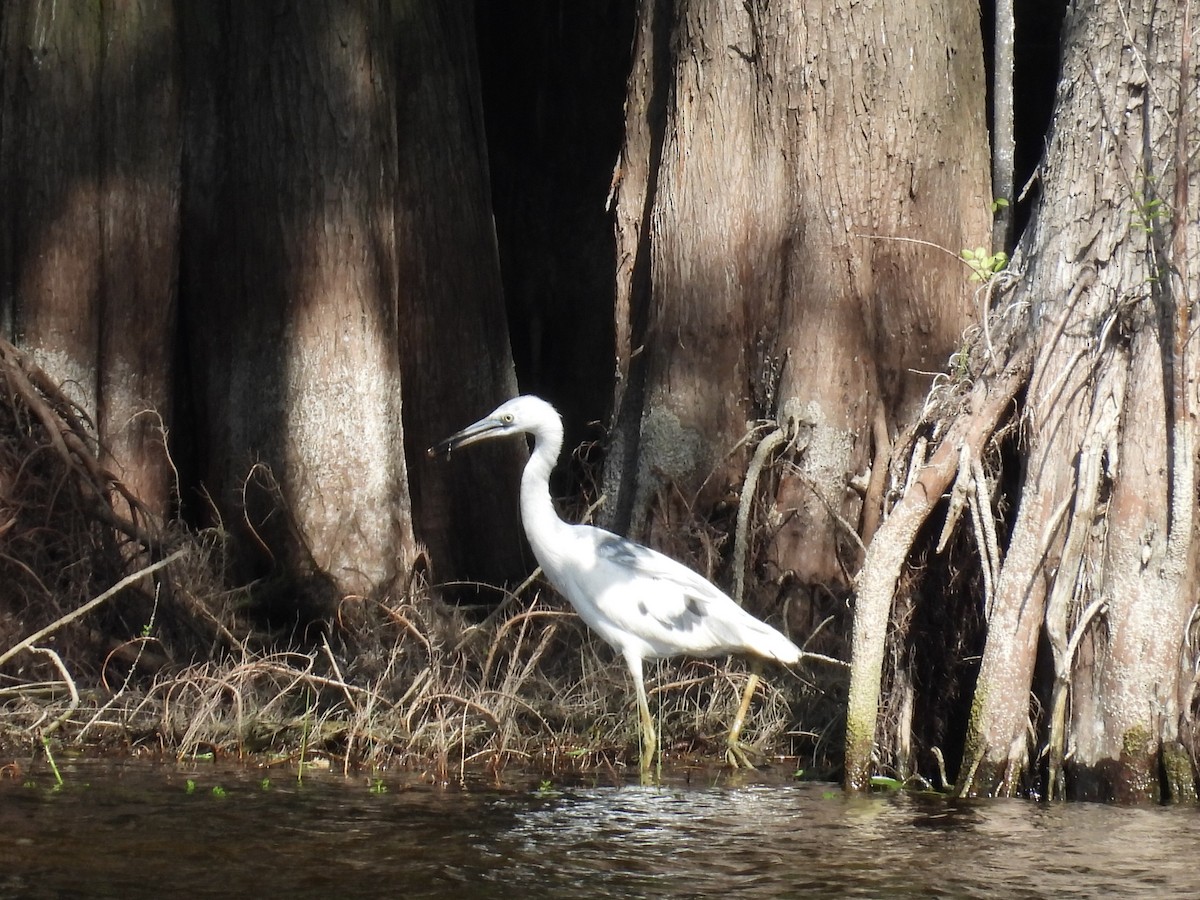 Little Blue Heron - ML618030082