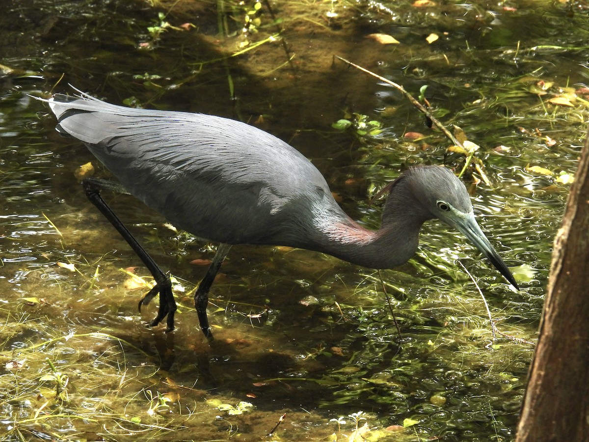 Little Blue Heron - ML618030083