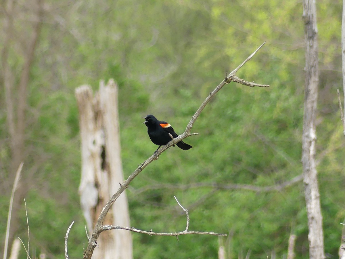 Red-winged Blackbird - ML618030101