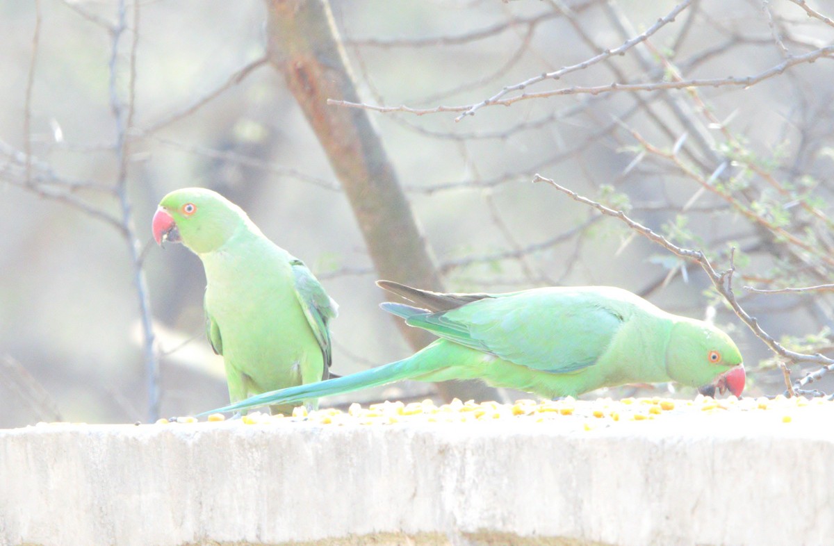 Rose-ringed Parakeet - ML618030113