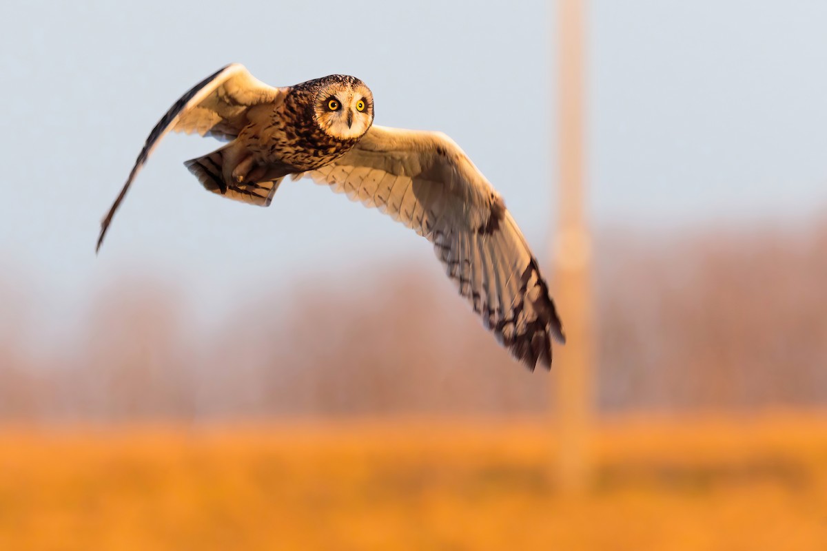 Short-eared Owl - ML618030117