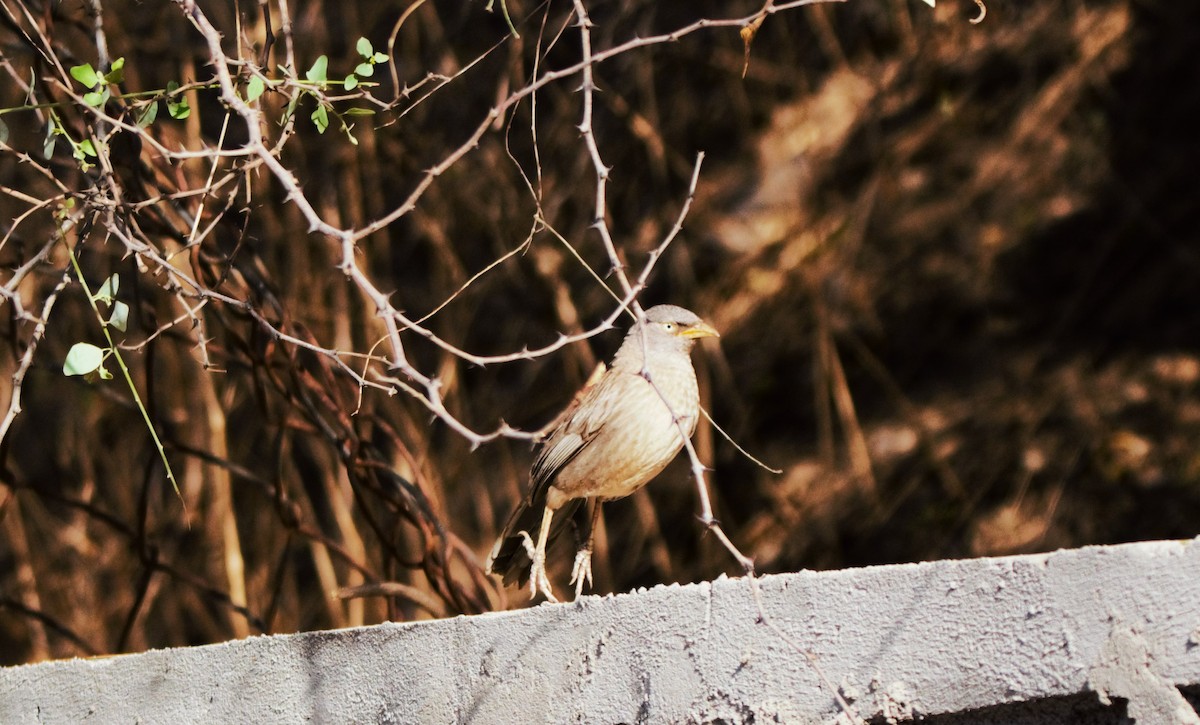 Jungle Babbler - ML618030130