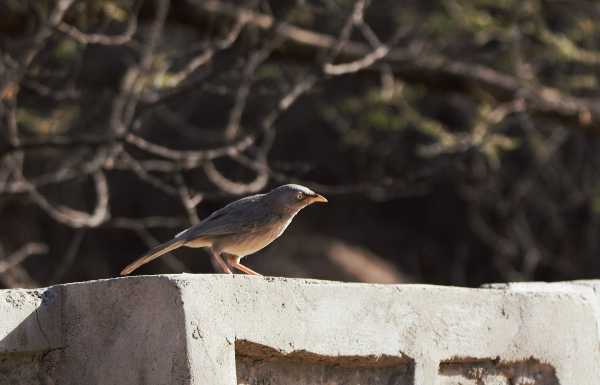 Jungle Babbler - ML618030140