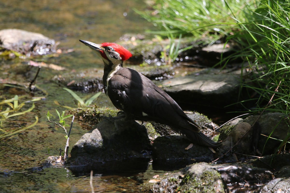 Pileated Woodpecker - Daniel Lebbin