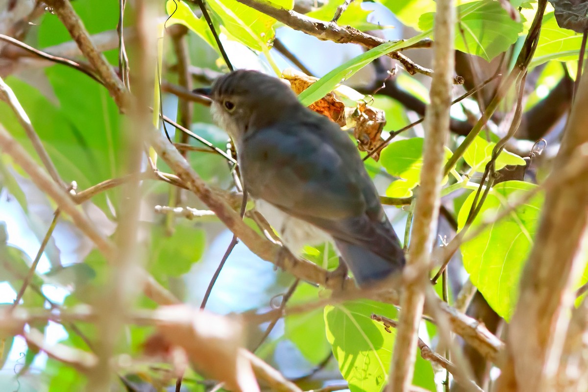 Little Bronze-Cuckoo - Dave Curtis