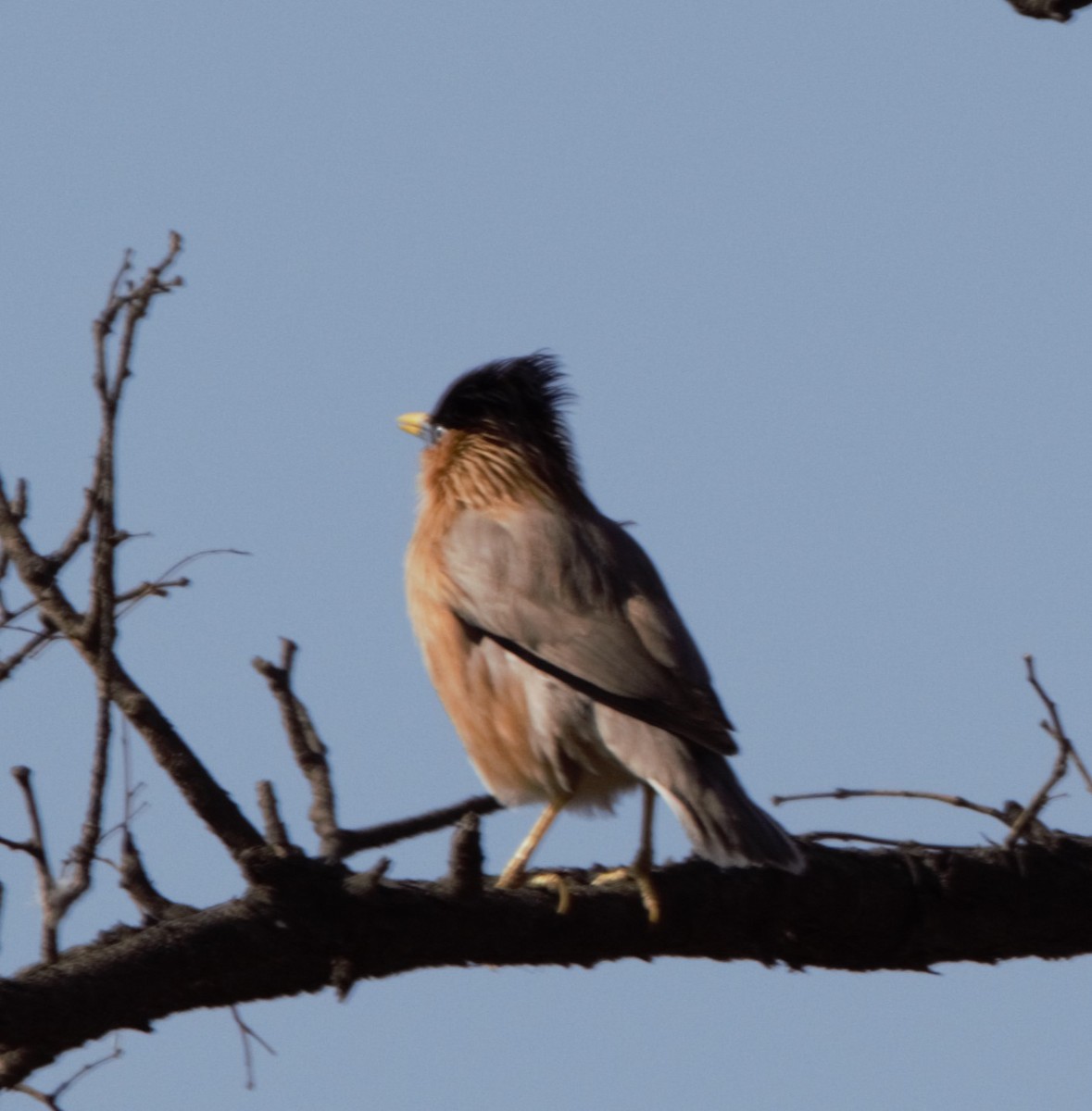 Brahminy Starling - ML618030193