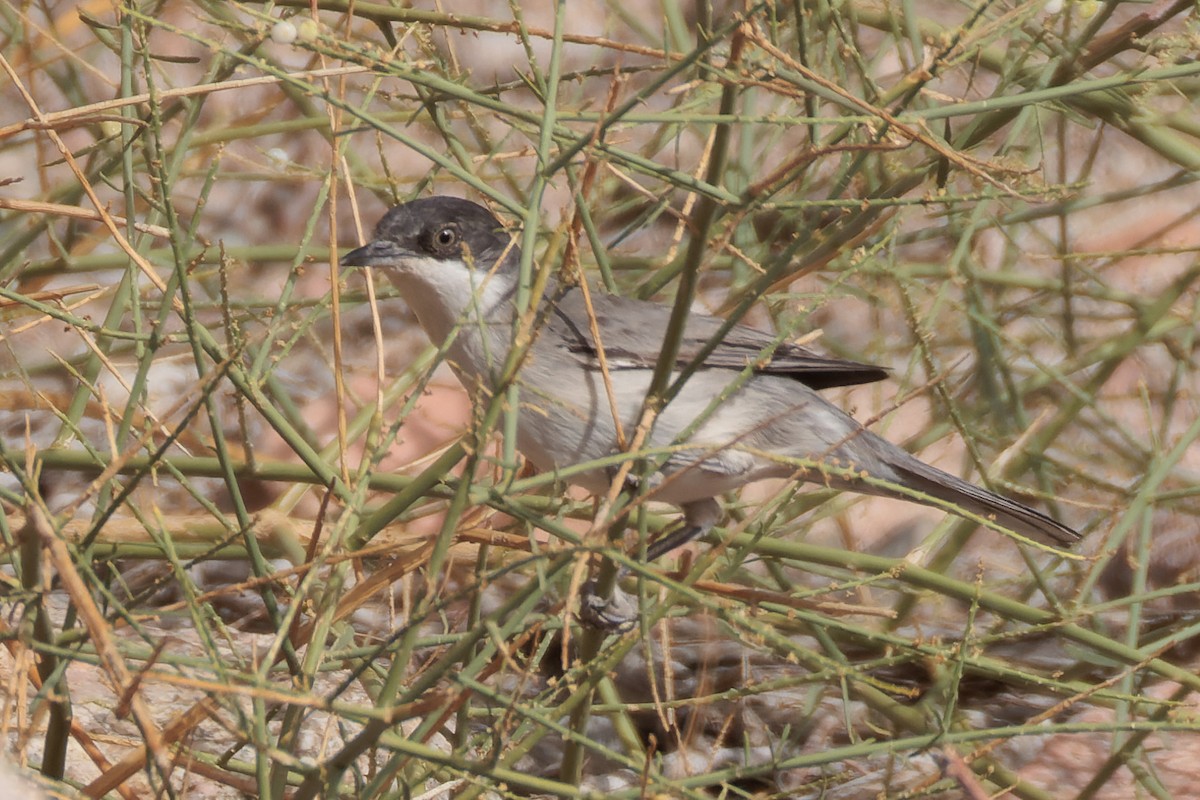 Eastern Orphean Warbler - Alistair Walsh