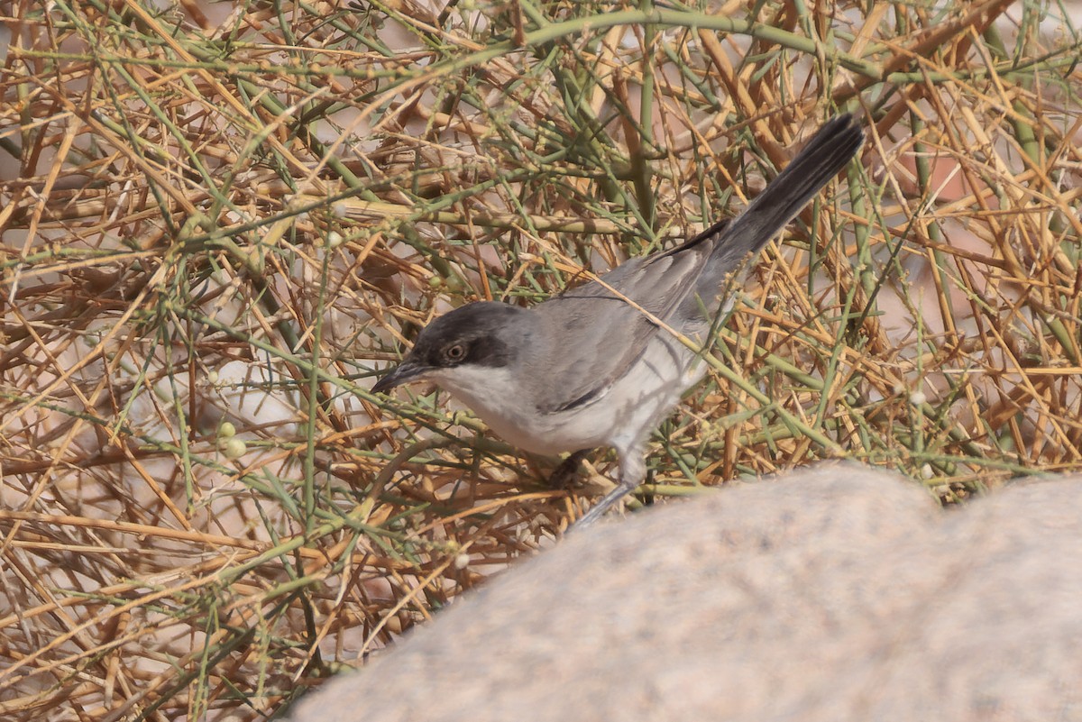 Eastern Orphean Warbler - Alistair Walsh