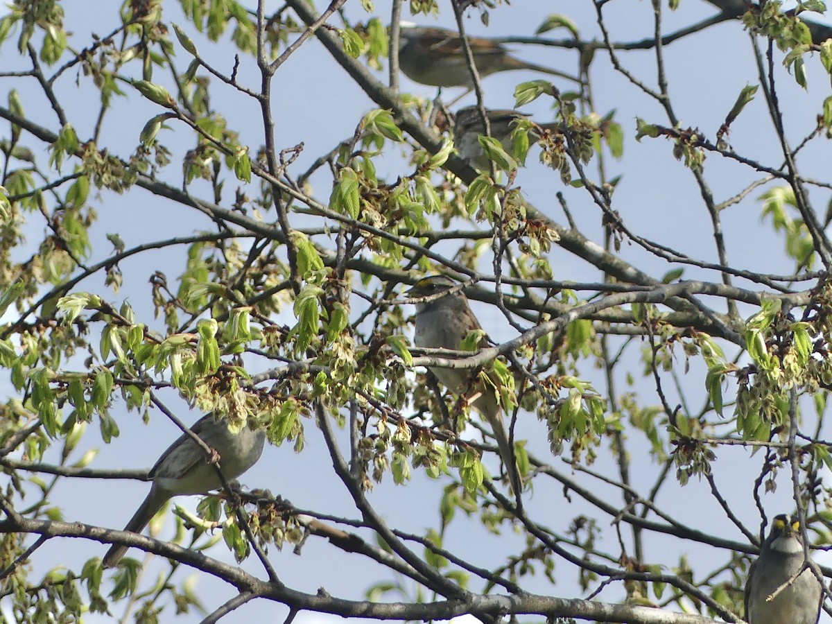 White-throated Sparrow - ML618030232