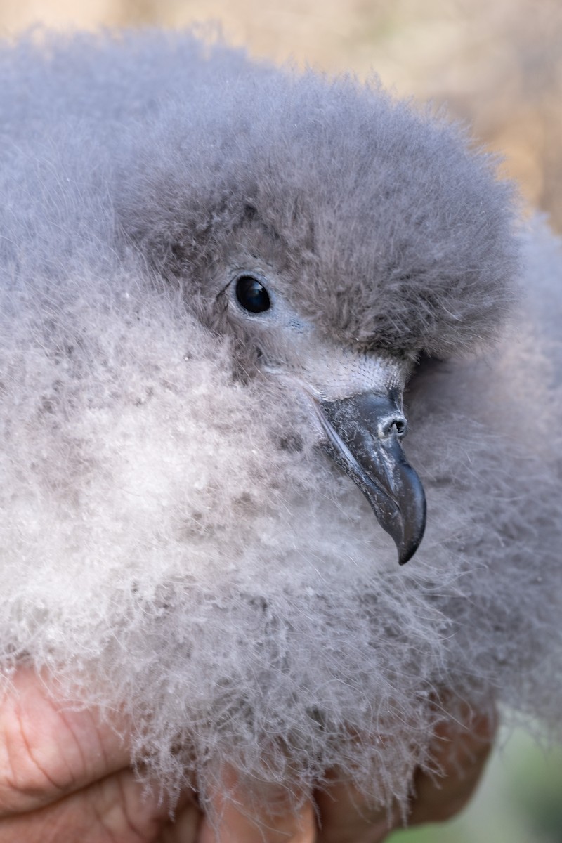 Bermuda Petrel - ML618030248