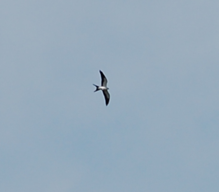 Swallow-tailed Kite - ML618030263