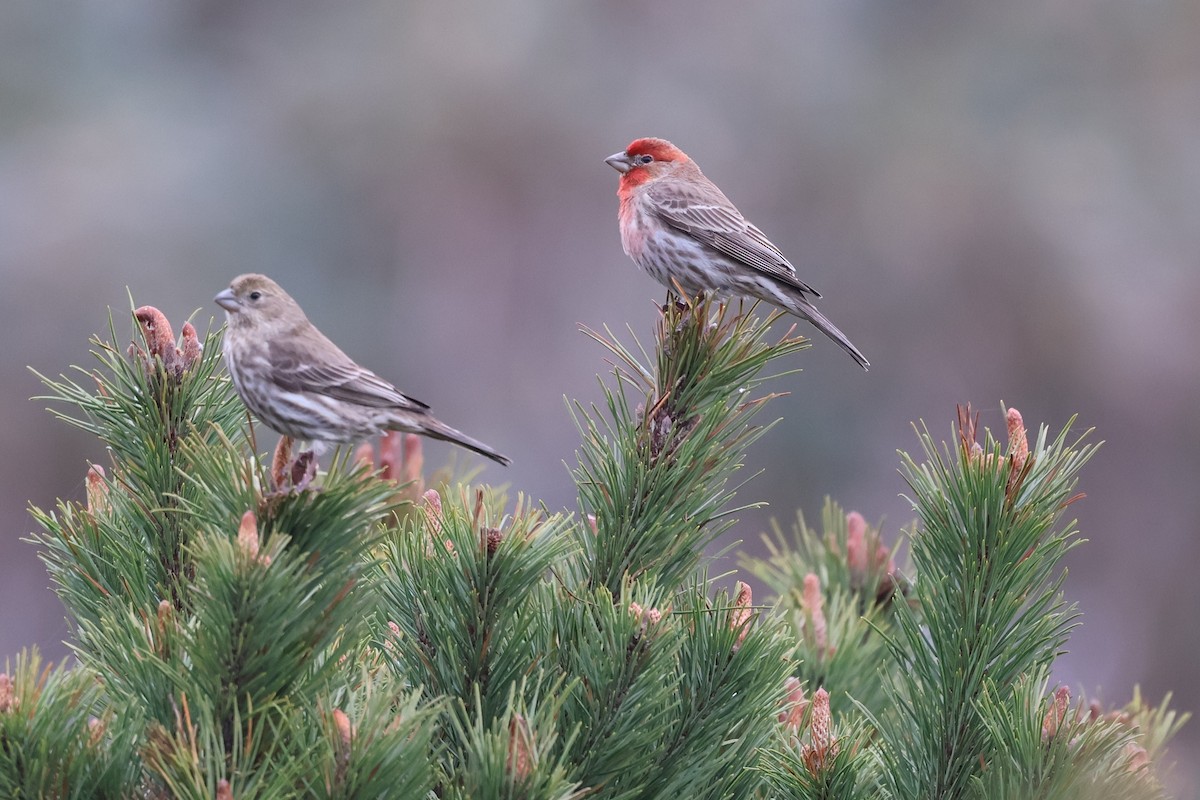 House Finch - Peter Pyle