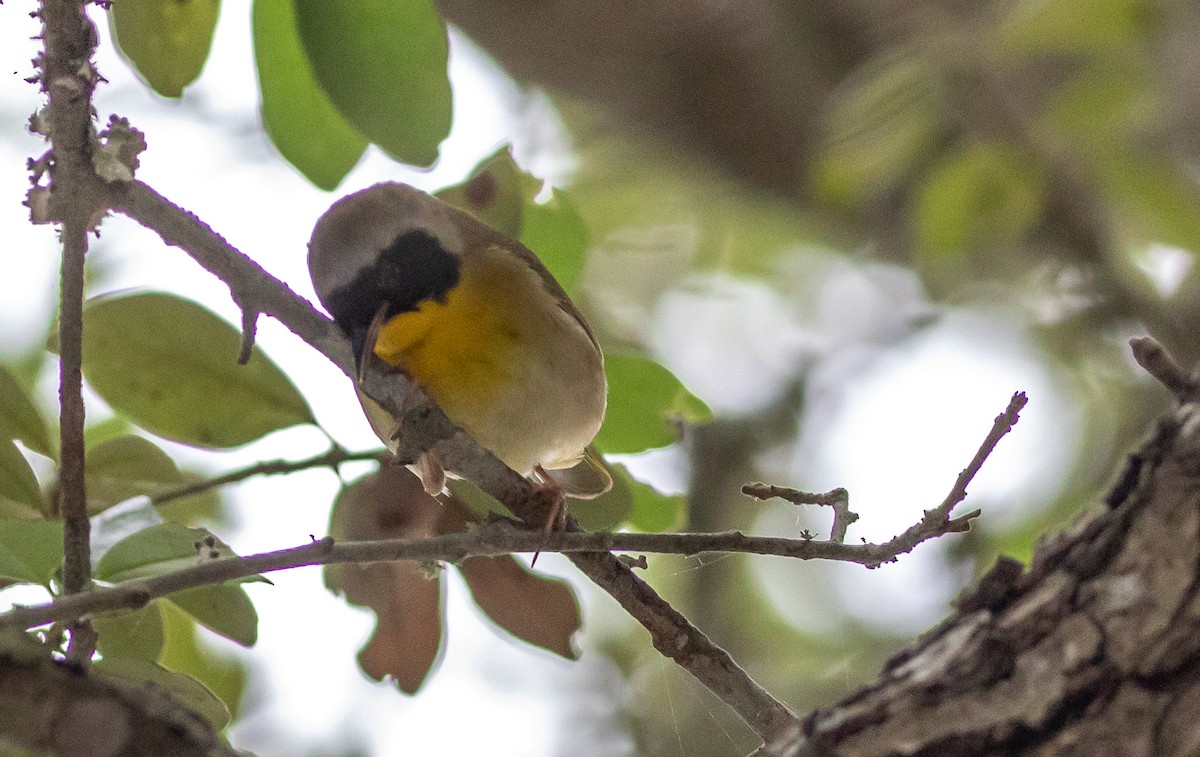 Common Yellowthroat - aaron evans