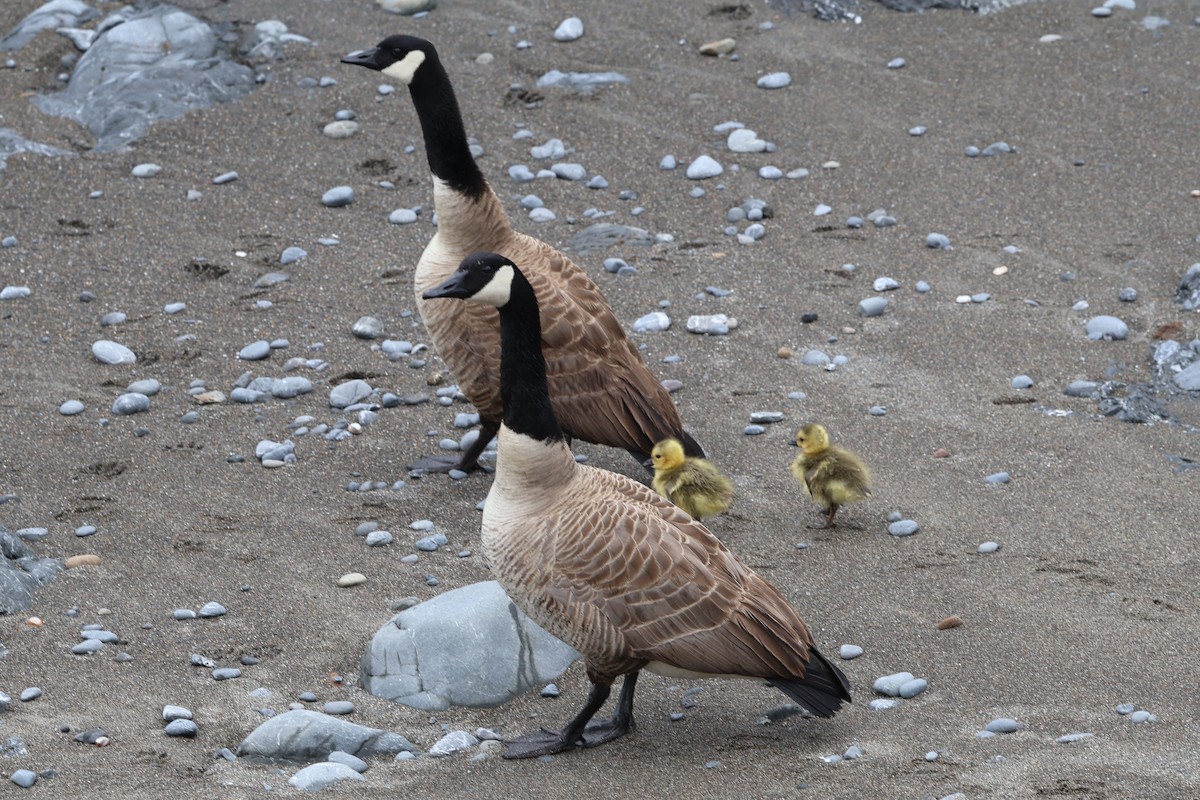 berneška velká (ssp. moffitti/maxima) - ML618030308