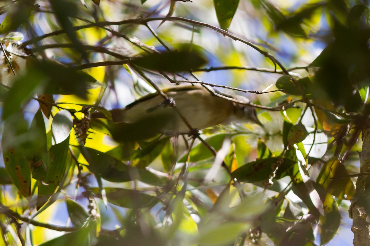 Rufous-banded Honeyeater - ML618030319