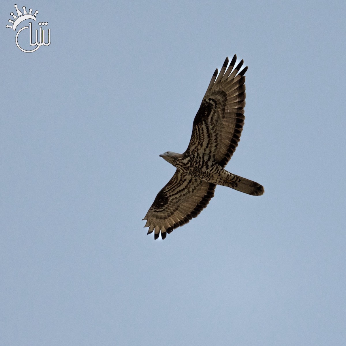 European Honey-buzzard - ML618030328