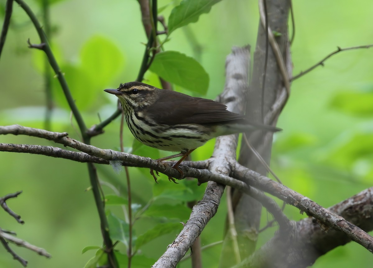 Northern Waterthrush - Evan Pannkuk