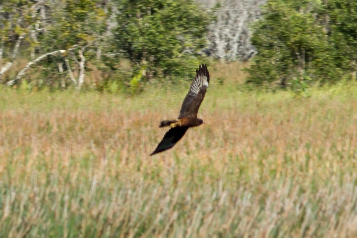 Swamp Harrier - ML618030343