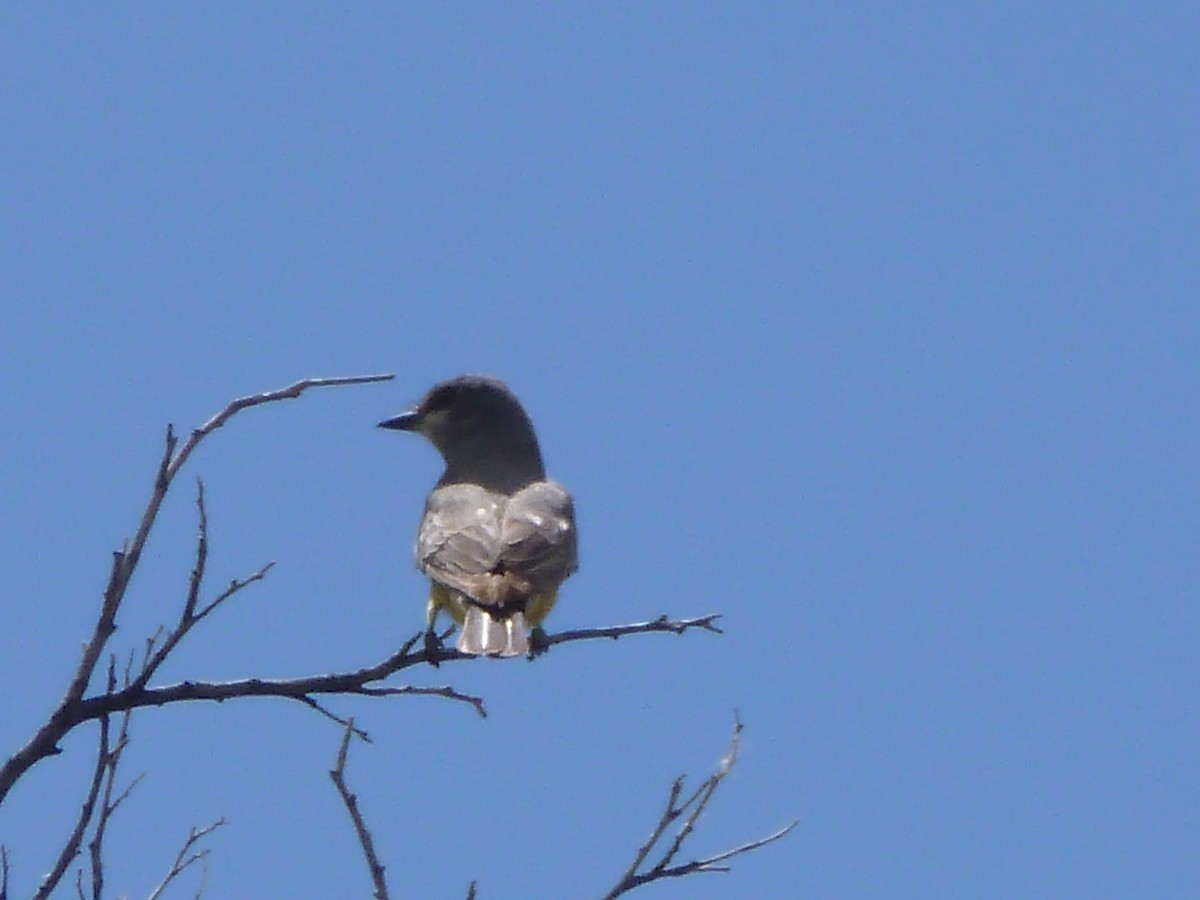 Cassin's Kingbird - Anthony Robinson