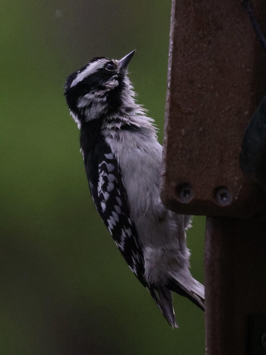 Downy Woodpecker - ML618030351